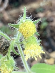 Polymnia canadensis