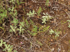 Lomatium