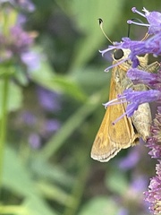 Atalopedes campestris