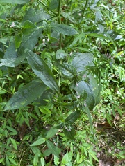 Elephantopus carolinianus