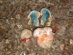 Rubroboletus legaliae