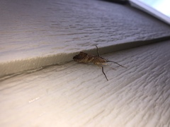 Nemotaulius hostilis