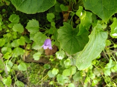 Campanula cochleariifolia