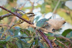 Regulus ignicapilla ignicapilla