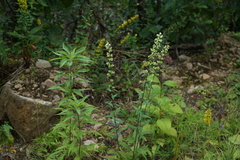 Solidago bicolor