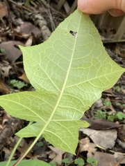 Polymnia canadensis