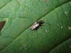 Anthocoris