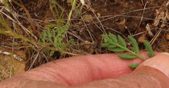 Lomatium
