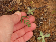 Lomatium