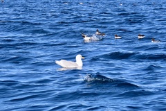 Larus hyperboreus