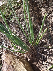Trachyandra chlamydophylla