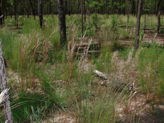 Andropogon floridanus