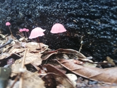 Marasmius haematocephalus