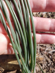 Trachyandra chlamydophylla