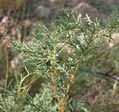 Tamarix