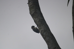 Yungipicus moluccensis