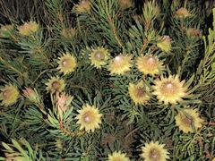 Protea scolymocephala
