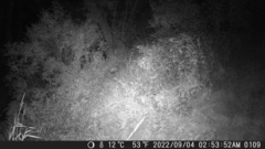 Didelphis virginiana