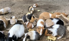 Cavia