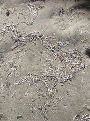 Syringodium filiforme