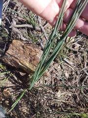 Trachyandra chlamydophylla