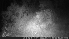 Didelphis virginiana