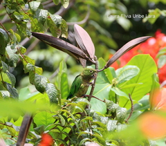 Eupsittula nana