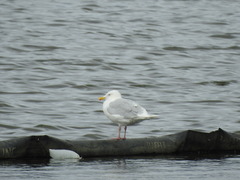 Larus hyperboreus