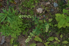 Solidago bicolor