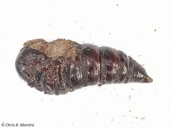 Cocytius antaeus