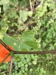 Stictocephala bisonia