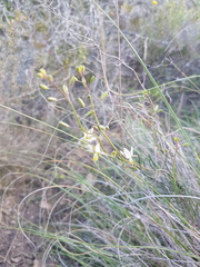 Heliophila cornuta squamata