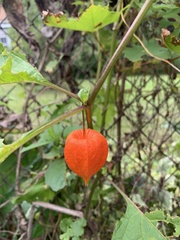 Alkekengi officinarum