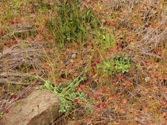 Sanicula bipinnatifida