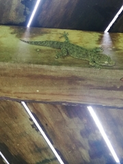 Gekkota