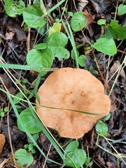 Lactarius scrobiculatus