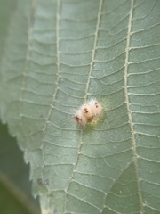 Caryomyia