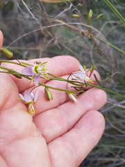 Heliophila cornuta squamata