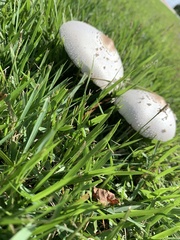 Chlorophyllum