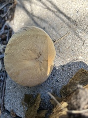 Lycoperdaceae
