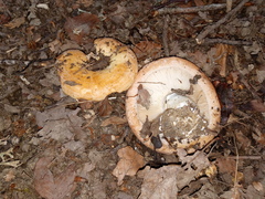 Lactarius acerrimus