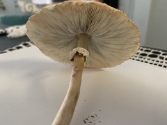 Chlorophyllum