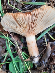 Lactarius scrobiculatus