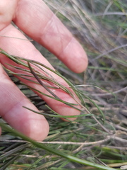 Heliophila cornuta squamata