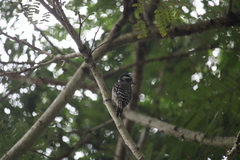 Yungipicus moluccensis