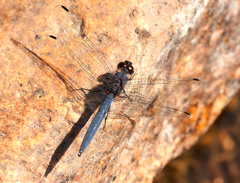 Trithemis furva