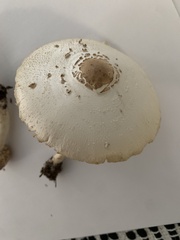 Chlorophyllum