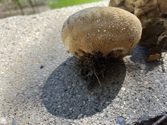 Lycoperdaceae