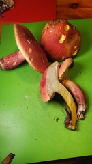 Lanmaoa pallidorosea