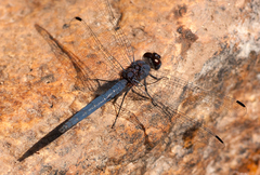 Trithemis furva